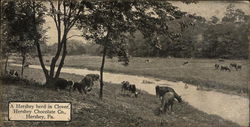 Hershey Herd in Clover Pennsylvania Postcard Postcard Postcard