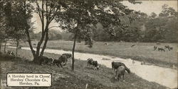 Hershey Herd in Clober - Hershey Chocolate Company Pennsylvania Postcard Postcard Postcard