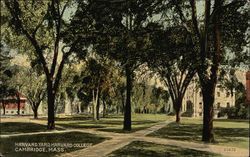 Harvard Yard, Harvard College Postcard