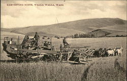 Grain Harvesting Scene Walla Walla, WA Postcard Postcard Postcard