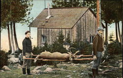 An Adirondack Buck Postcard