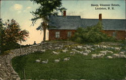 Sheep at the Glessner Estate Littleton, NH Postcard Postcard Postcard