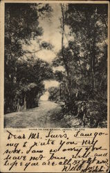 Road to the Beach Jekyll Island, GA Postcard Postcard Postcard