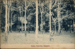 Rubber Plantation Singapore, Singapore Southeast Asia Postcard Postcard