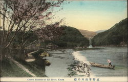 Cherry Blossoms at Uji River Postcard