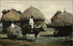 Philippine rice harvest Philippines Southeast Asia Postcard Postcard