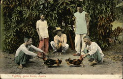 Fighting game Cocks, Manila Postcard