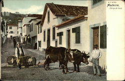 Madeira, Corca de bois. Two men, two cows on a city street Portugal Postcard Postcard Postcard