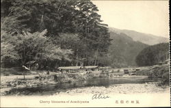 Cherry Blossoms of Arashiyama Postcard