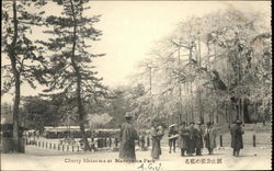 Cherry Blossoms at Maruyama Park Japan Postcard Postcard