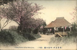 Cherry Flower of the Mukojima Postcard