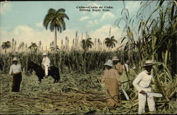 Men Cutting Sugar Cane Cuba Postcard Postcard