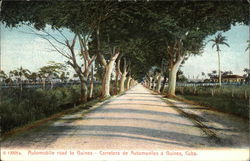 Tree-Lined Automobile Road to Guines Cuba Postcard Postcard