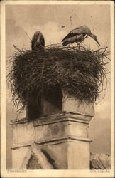 Storks Nesting on Chimney Postcard