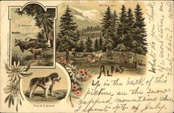 Souvenir des Alpes Postcard