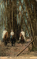 Three Men on Horses Under the Bamboo Trees Cuba Postcard Postcard