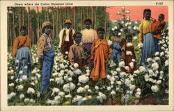 Down Where The Cotton Blossoms Grow Postcard