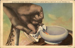 Florida Reptile Institute Postcard