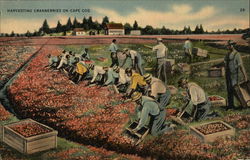 Harvesting Cranberries on Cape Cod Massachusetts Postcard Postcard Postcard