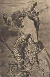 Gila Monsters Postcard