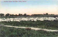 Herding Sheep Salt River Valley, AZ Postcard Postcard