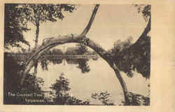 The Crooked Tree, Saager's Pond Postcard