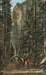 A Road Scene In Rainer National Park Postcard