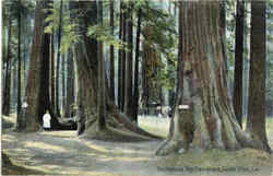 The Famous Big Tree Grove Postcard