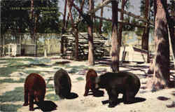 Bears In City Park Zoo Denver, CO Postcard Postcard