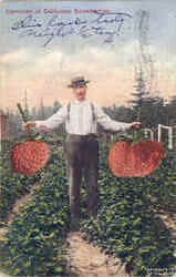 Specimen Of California Strawberries Exaggeration Postcard Postcard