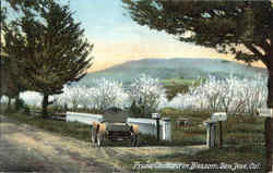 Prune Orchard In Blossom San Jose, CA Postcard Postcard