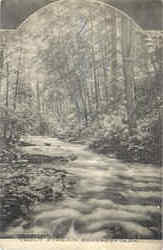 Trout Stream Postcard