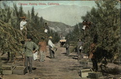 Chinese Pickiung Olives California Postcard Postcard Postcard