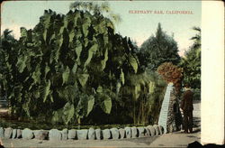 Elephant Ear, California Postcard