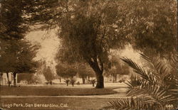 Lugo Park View San Bernardino, CA Postcard Postcard Postcard