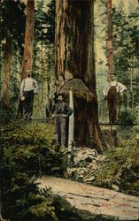 Large Timber, Oregon Postcard Postcard Postcard