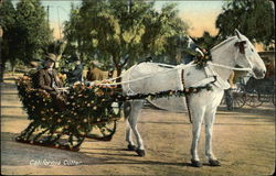 California Cutter Decorated in Roses Horses Postcard Postcard Postcard