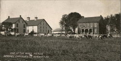 One of the mand herds - Hershey Chocolate Company Pennsylvania Postcard Postcard Postcard