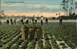 Truck Farming in Florida Postcard Postcard Postcard