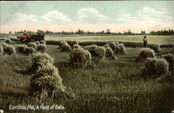 Workers in a Field of Oats Caribou, ME Postcard Postcard Postcard