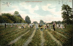 Picking Strawberries Postcard