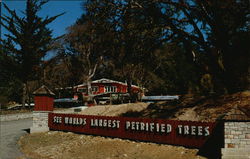 See Worlds Largest Petrified Trees California Postcard Postcard Postcard