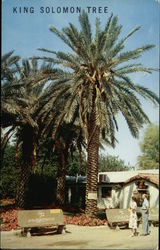 King Solomon Tree Coachella Valley, CA Postcard Postcard Postcard