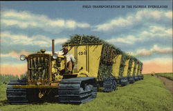 Caterpillar Field Transportation in the Florida Everglades Postcard Postcard Postcard