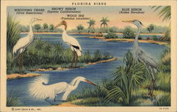 Florida Birds Postcard