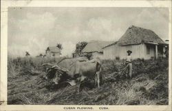 Cuban Plowing Postcard Postcard Postcard