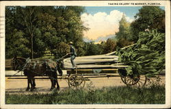 Taking Celery to Market Postcard