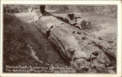 Petrified Forest Postcard