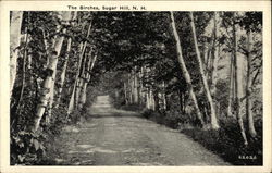 The Birches - Scenic Lane Sugar Hill, NH Postcard Postcard Postcard