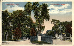 The Washington Elm Cambridge, MA Postcard Postcard Postcard